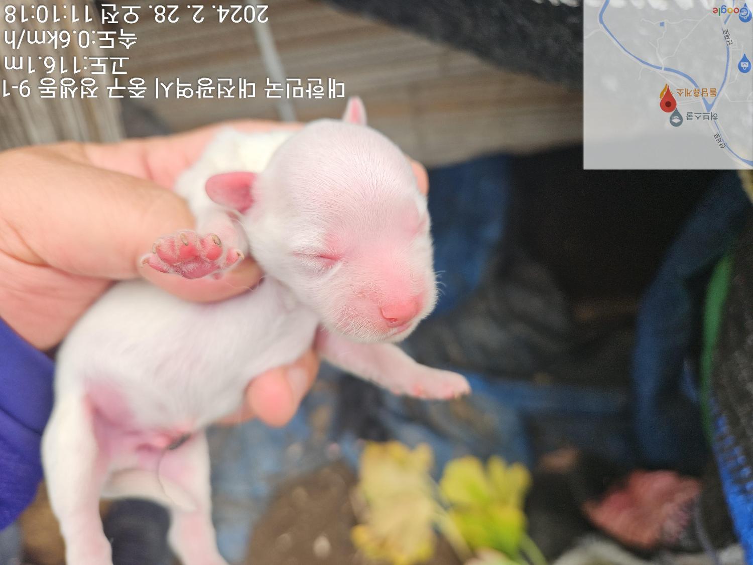보호중 믹스견의 가…